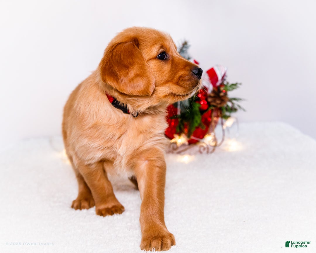 Golden Retriever dogs for sale: Dakoda - Ad 9