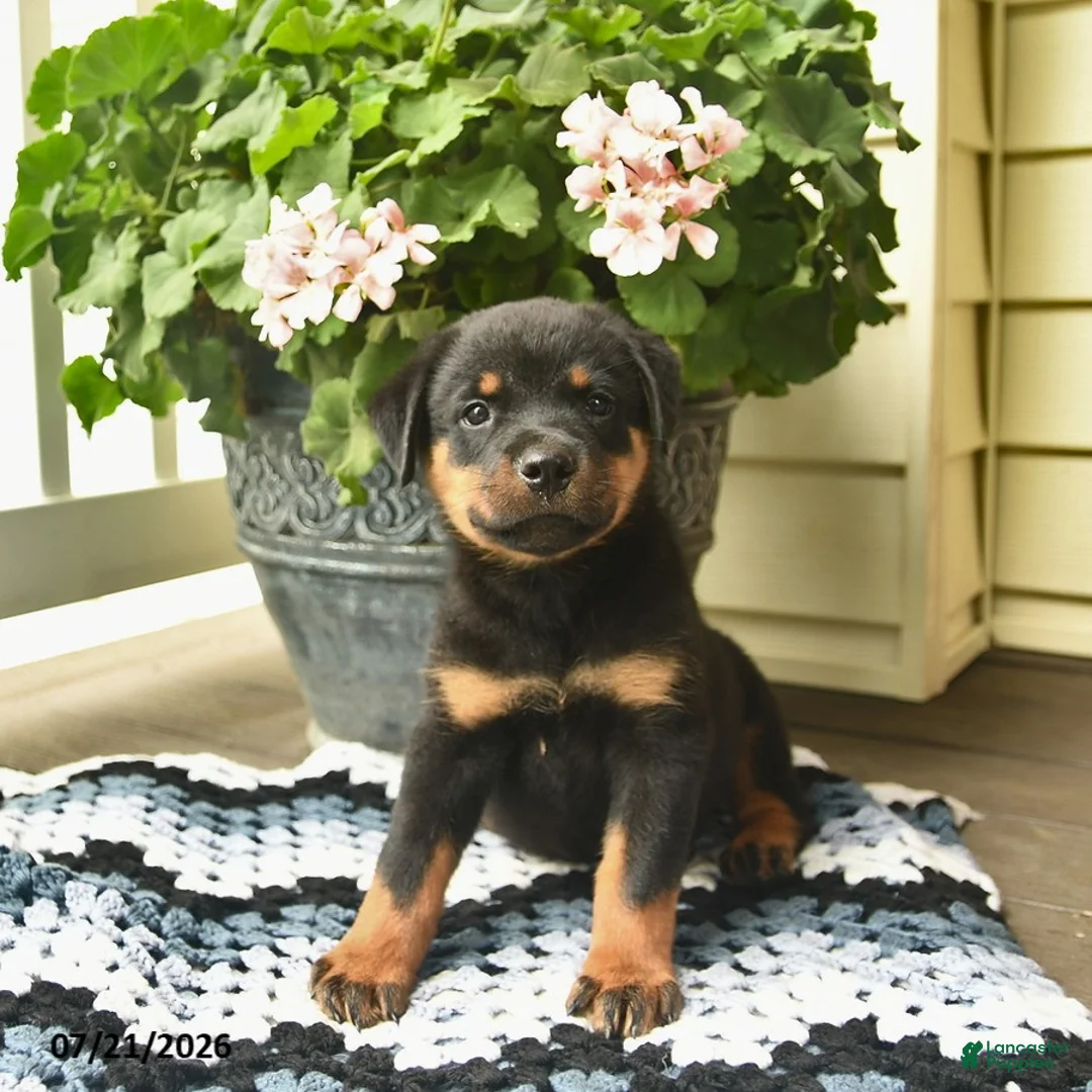 Rottweiler dogs for sale: Marshall  - Ad 3