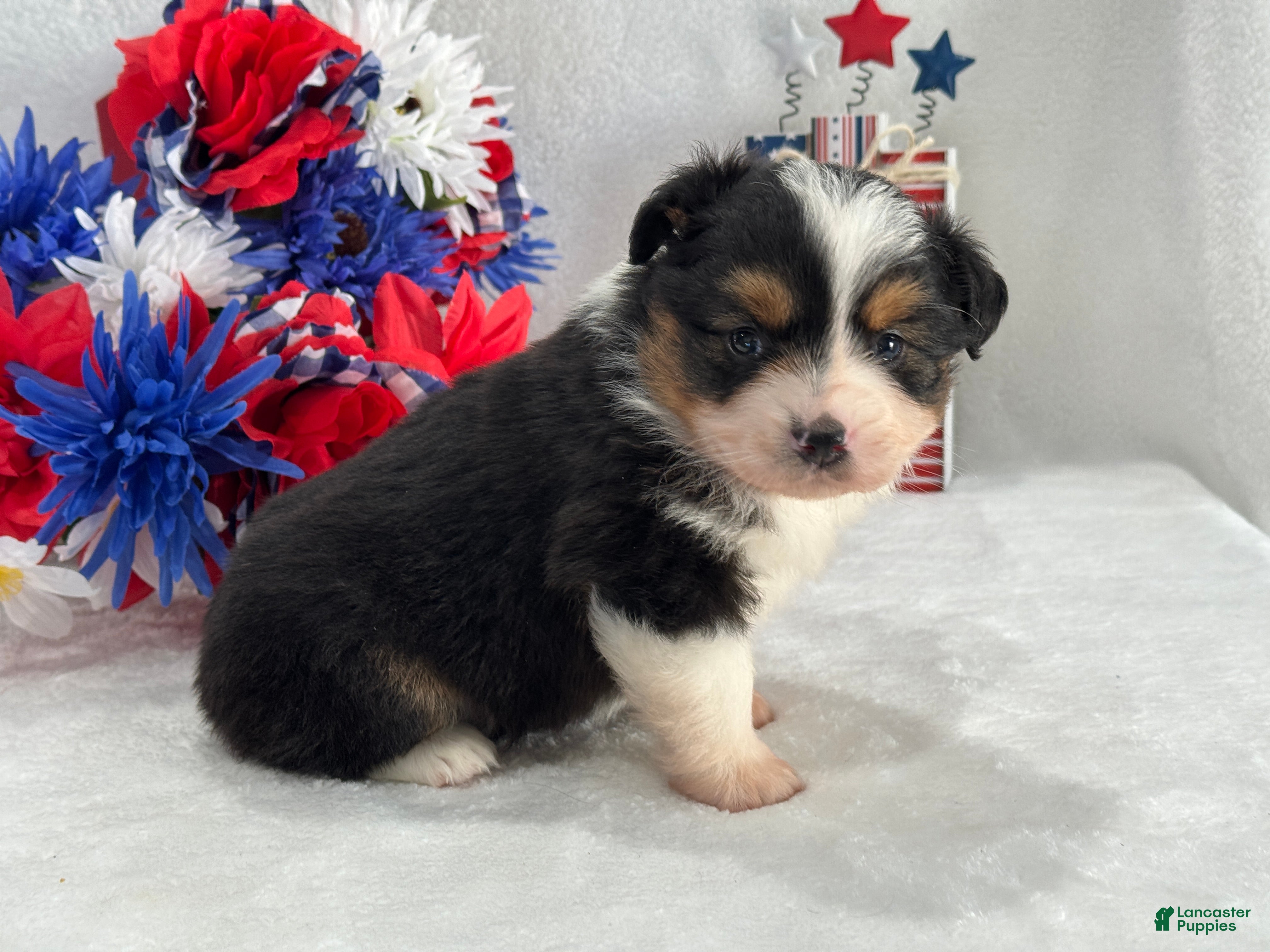Toy Australian Shepherd dogs Caroline Female 2 - Ad 1