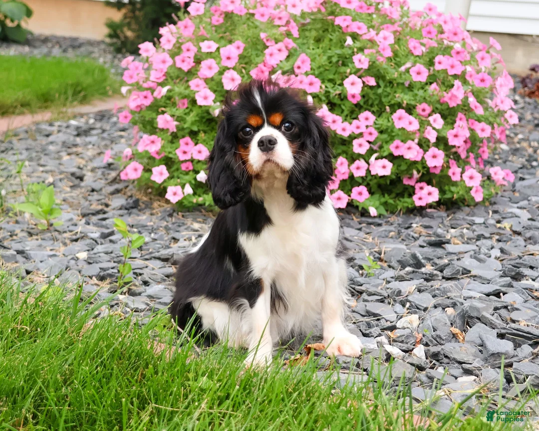 Cavalier King Charles Spaniel dogs for sale: Keanu - Ad 7