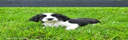 English Springer Spaniel dogs for sale: Beacon - Ad 3