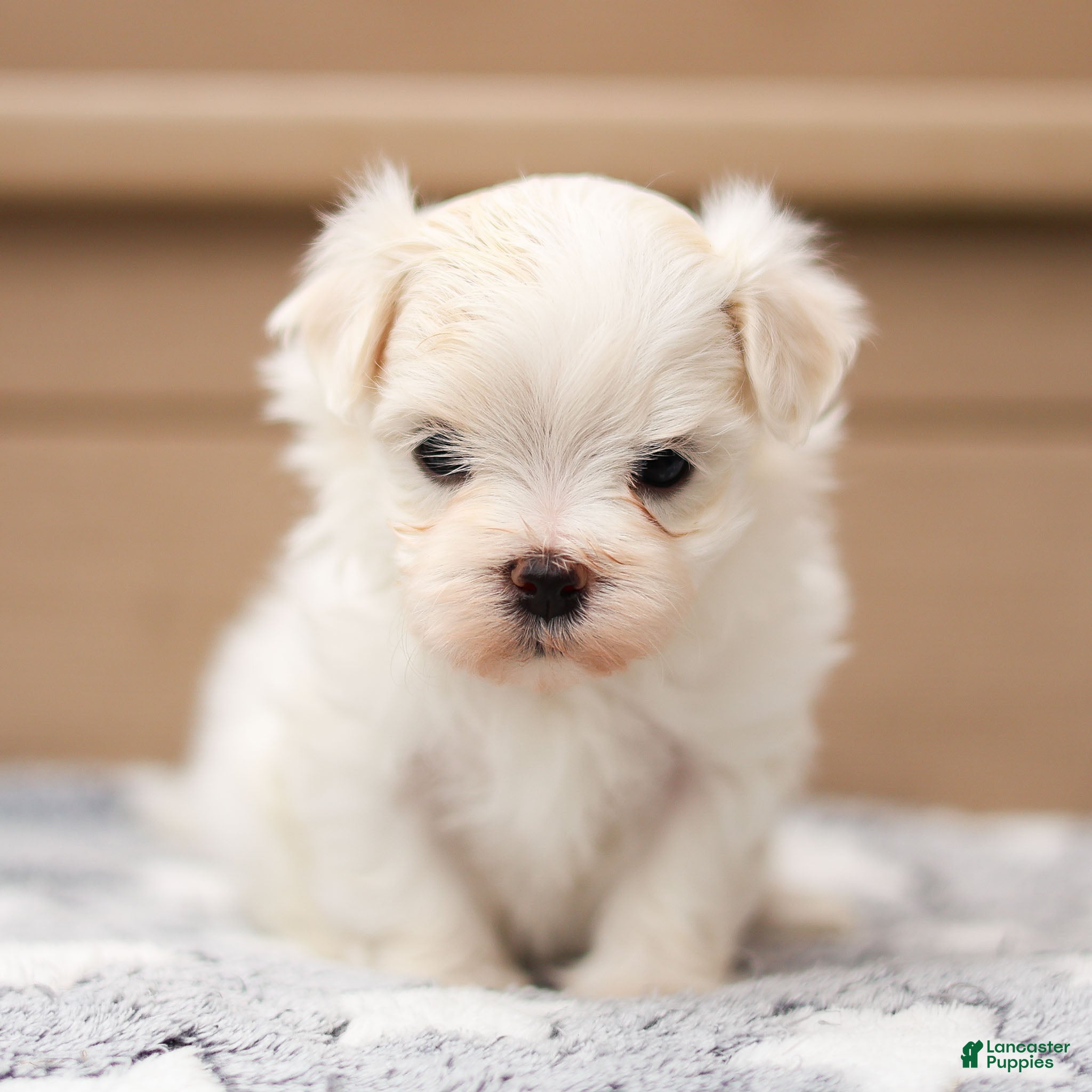Maltese dogs Thomas Maltese Puppy - Ad 1
