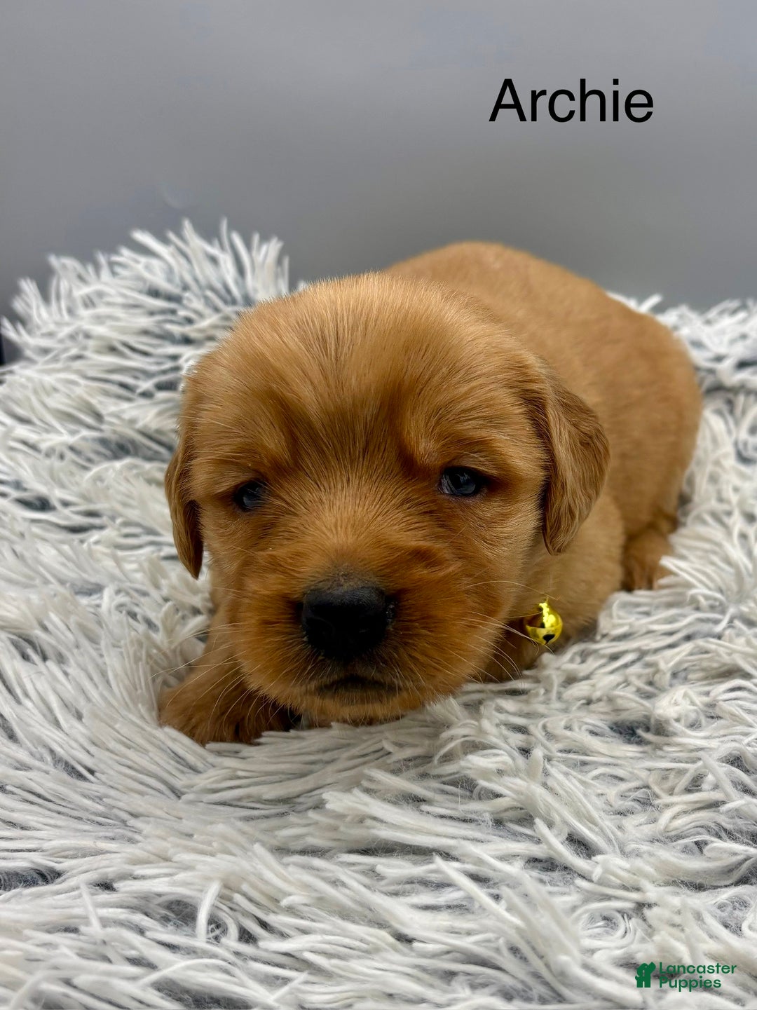 Golden Retriever dogs for sale: Archie. - Ad 11