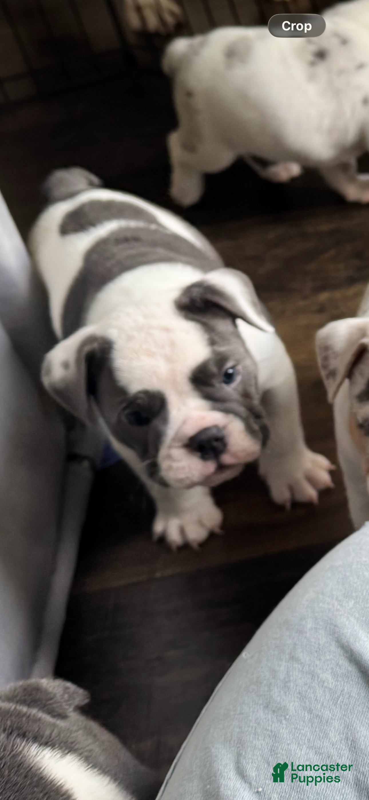 English Bulldog dogs Blue pied olde english bulldogge - Ad 2