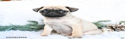 Pug dogs for sale: Polly - Ad 2