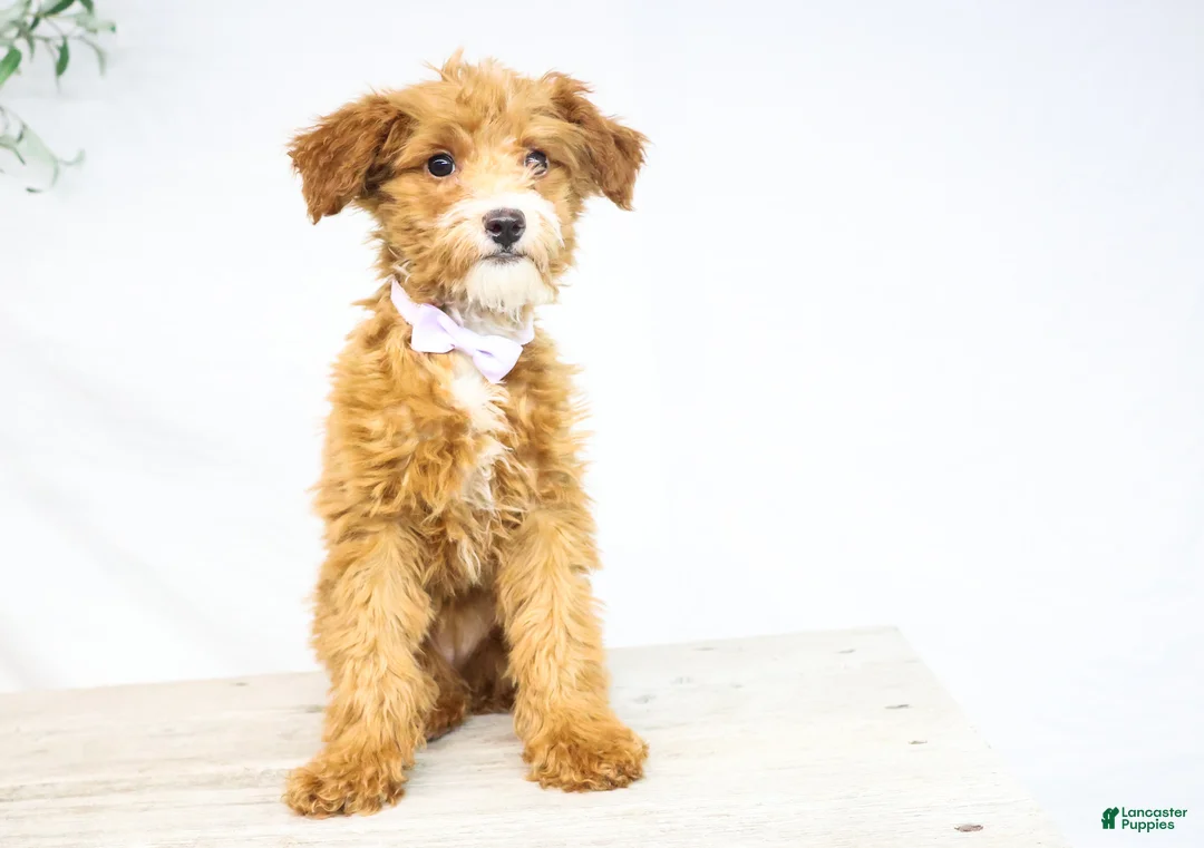 Goldendoodle dogs for sale: HALEY - Ad 2