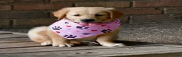 Golden Retriever dogs for sale: Pink Girl 4 - Ad 2