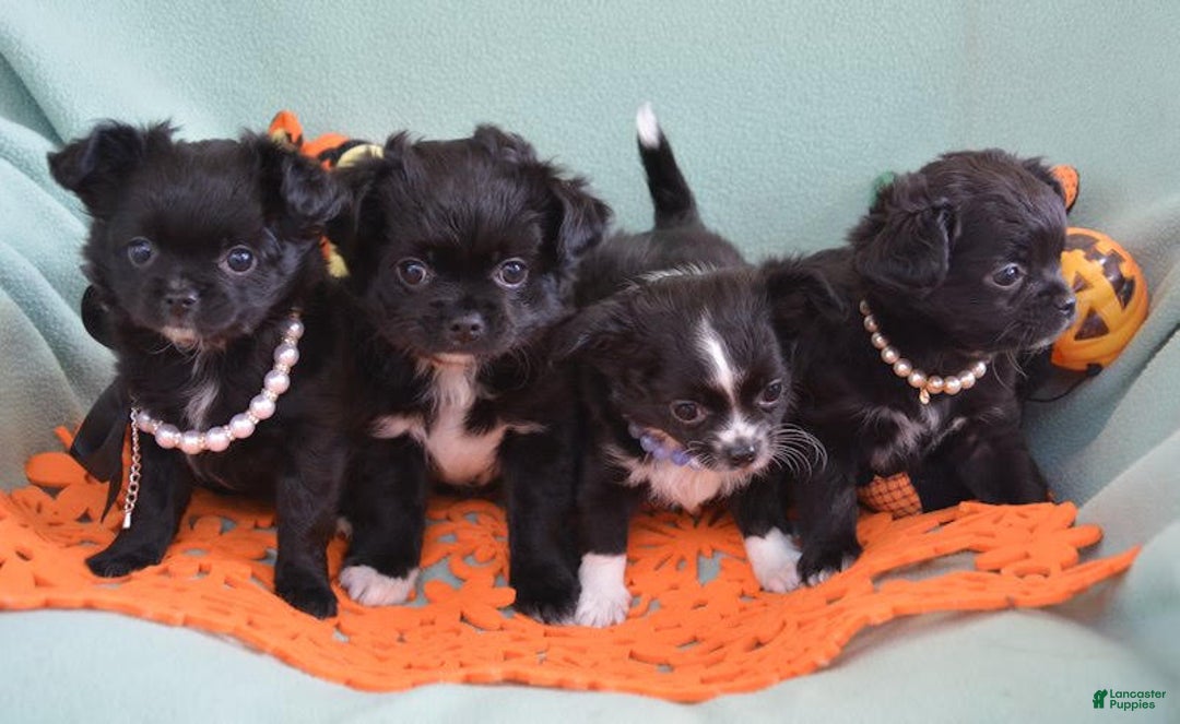 Gallery Image {{count}}