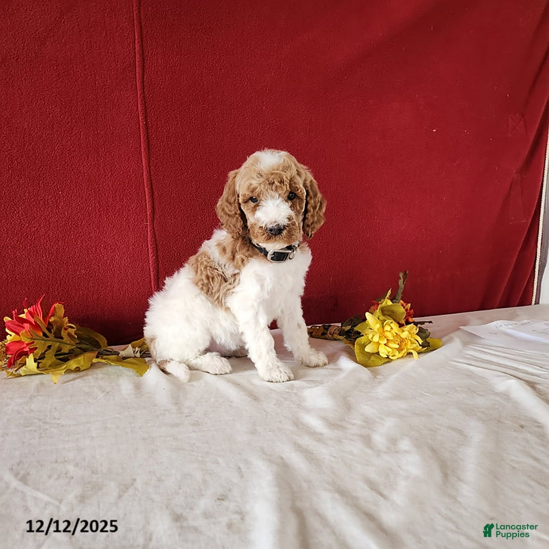 Goldendoodle dogs for sale: Hilda - Ad 1