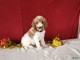 Goldendoodle dogs Hilda - Ad 9