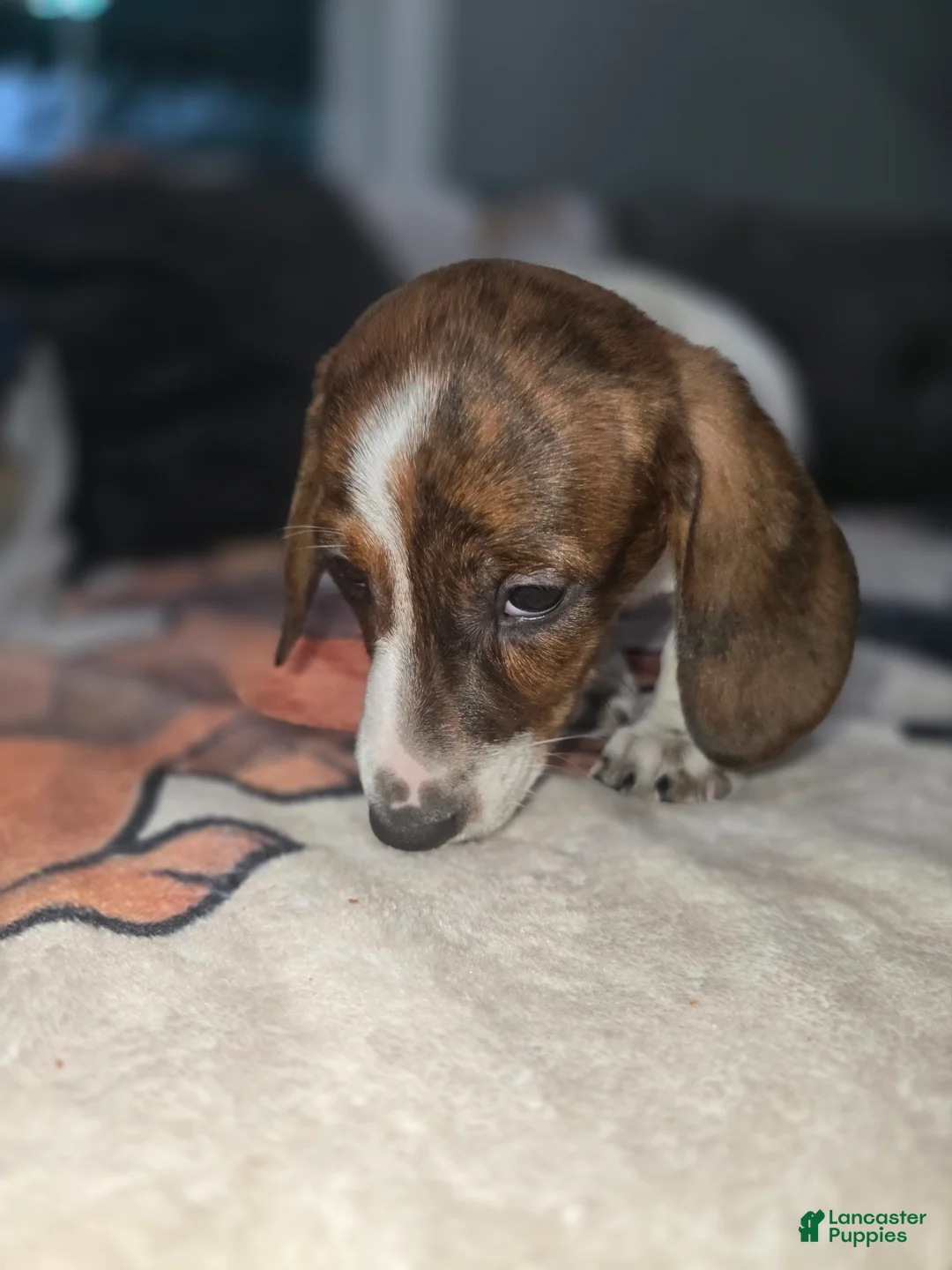 Dachshund dogs for sale: B McGee - mini - Ad 1