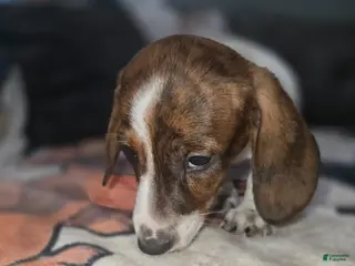 Dachshund dogs for sale: B McGee - mini - Ad 1