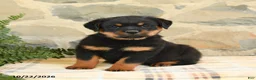 Rottweiler dogs for sale: Brock - Ad 3