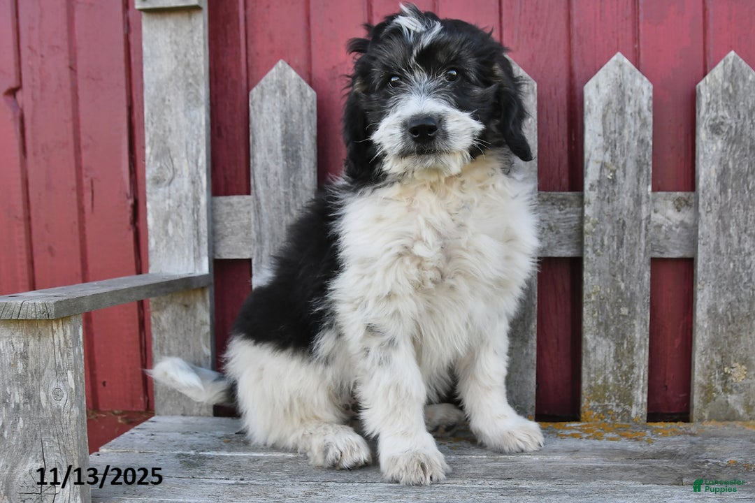 Bernedoodle dogs for sale: Max - Ad 2
