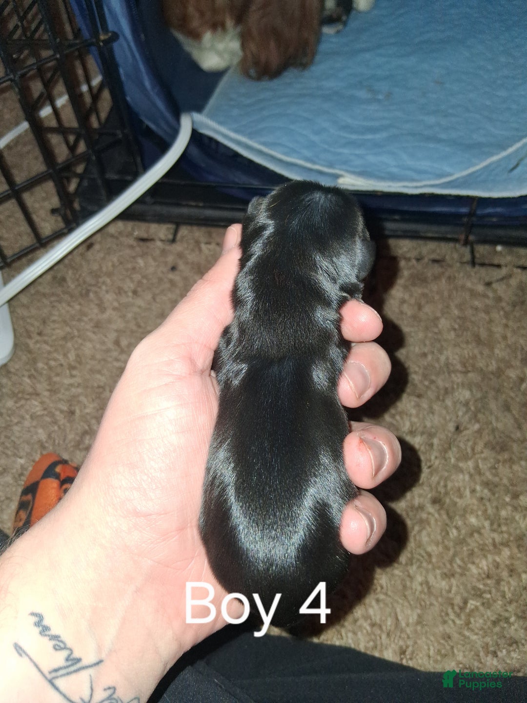 Cavalier King Charles Spaniel dogs for sale: Sebastian - Ad 2