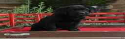 Labrador Retriever dogs for sale: Blossom - Ad 1