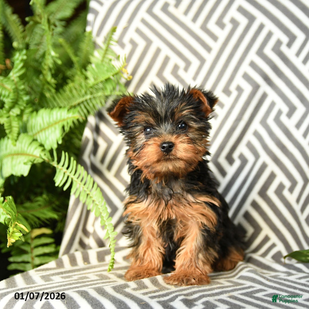 Yorkshire Terrier dogs for sale: Komet - Ad 1