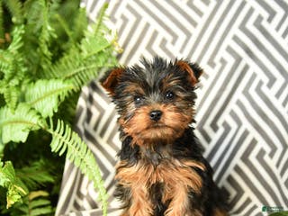 Yorkshire Terrier dogs Komet - Ad 41