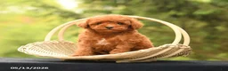 Toy Poodle dogs for sale: Alex - Ad 4