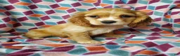 Cocker Spaniel dogs for sale: Cooper - Ad 4