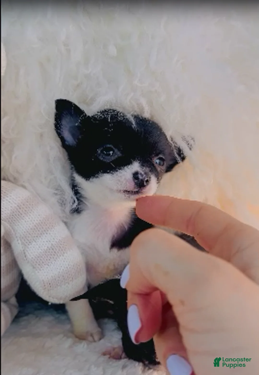 Chihuahua dogs for sale: Teacup/Pocketbook Chihuahua 1 - Ad 1