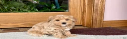 Havapoo dogs for sale: Havapoo Puppy 1 - Ad 9
