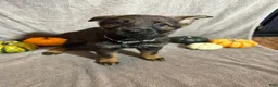 German Shepherd dogs for sale: Sally (Cream Collar Female)  - Ad 4