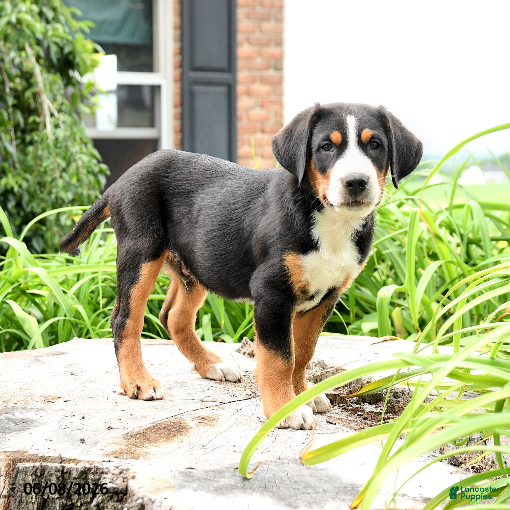 Greater Swiss Mountain Dog dogs Niklaus - Ad 1