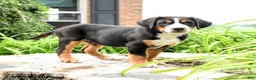 Greater Swiss Mountain Dog dogs for sale: Niklaus - Ad 1