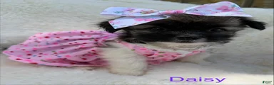 Chihuahua Puppy 3