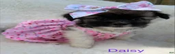 Chihuahua dogs for sale: Chihuahua Puppy 3 - Ad 1
