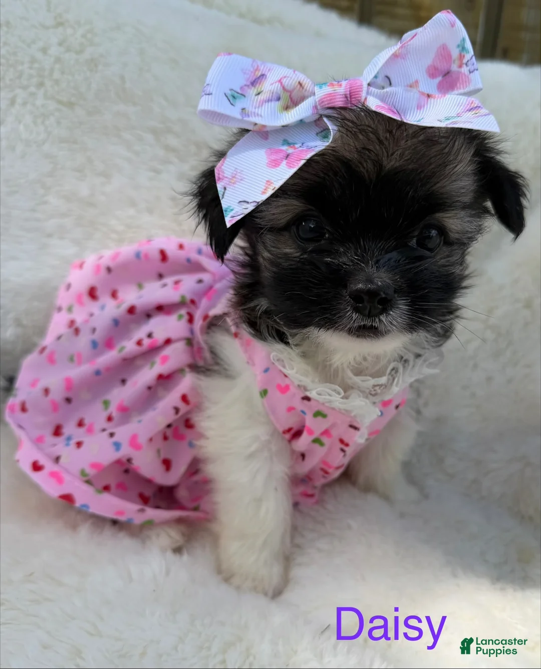Chihuahua dogs for sale: Chihuahua Puppy 3 - Ad 1