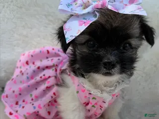 Chihuahua dogs for sale: Chihuahua Puppy 3 - Ad 3