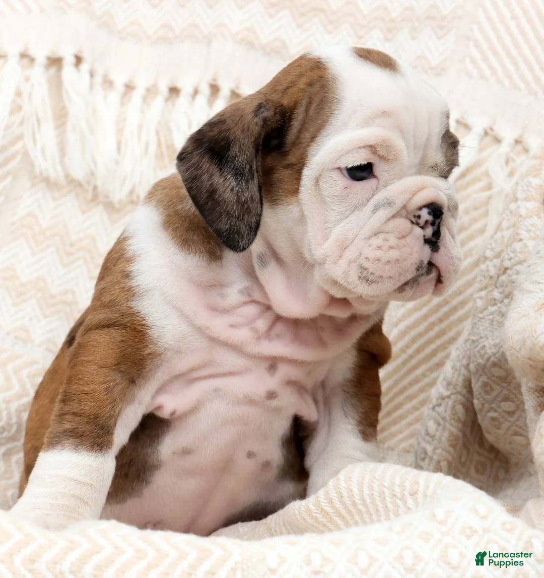 English Bulldog dogs for sale: Lettie - Ad 2