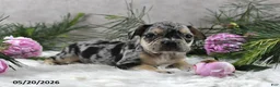 French Bulldog dogs for sale: Jordan - Ad 9