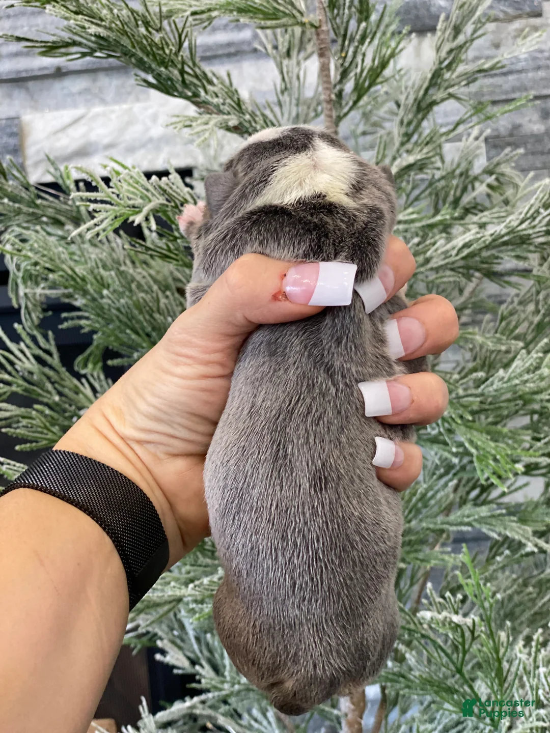 English Bulldog dogs for sale: Chloe - Ad 3