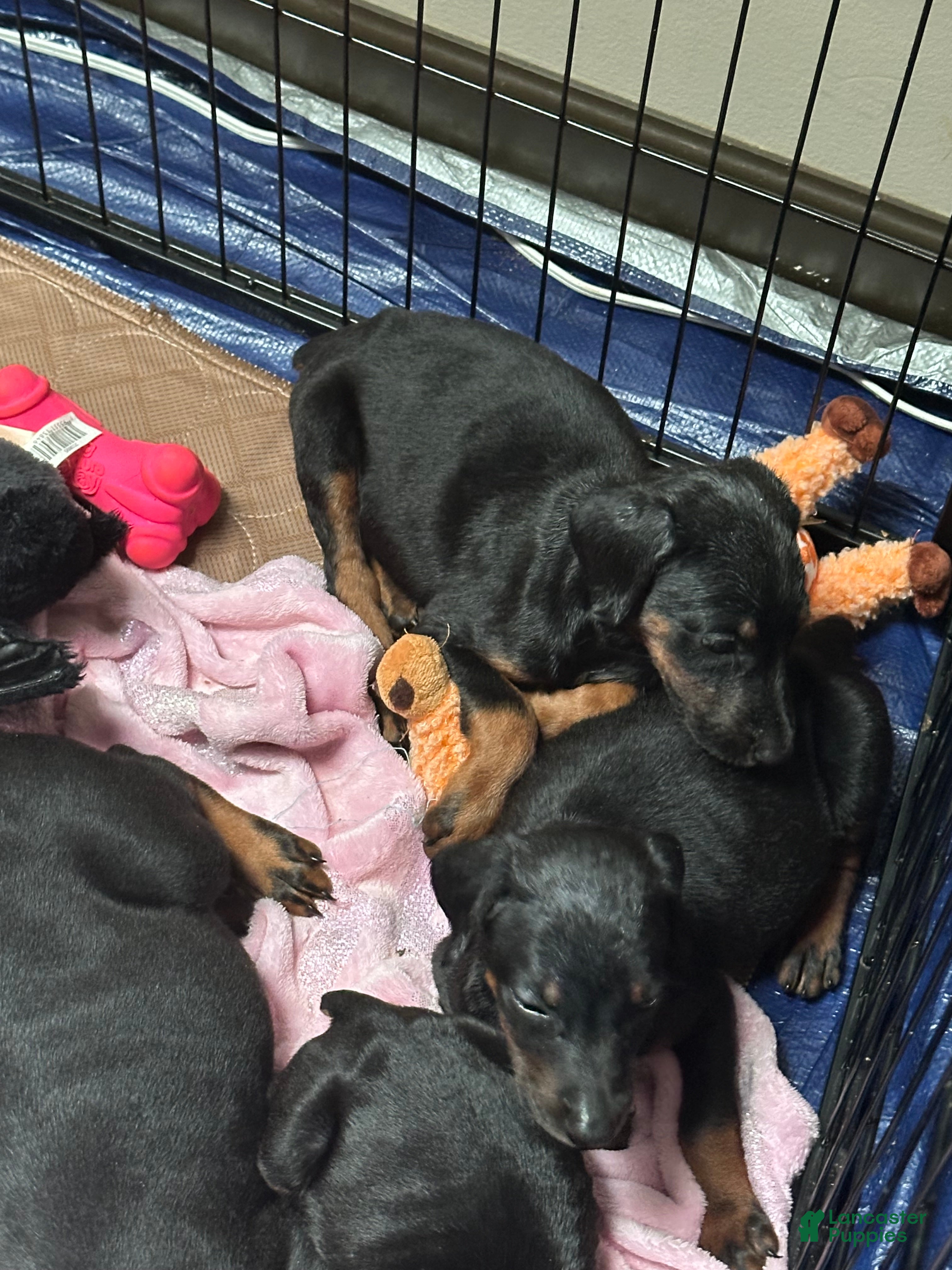Doberman Pinscher dogs Doberman Pinscher 2 - Ad 29