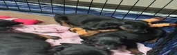 Doberman Pinscher dogs for sale: Doberman Pinscher 2 - Ad 1