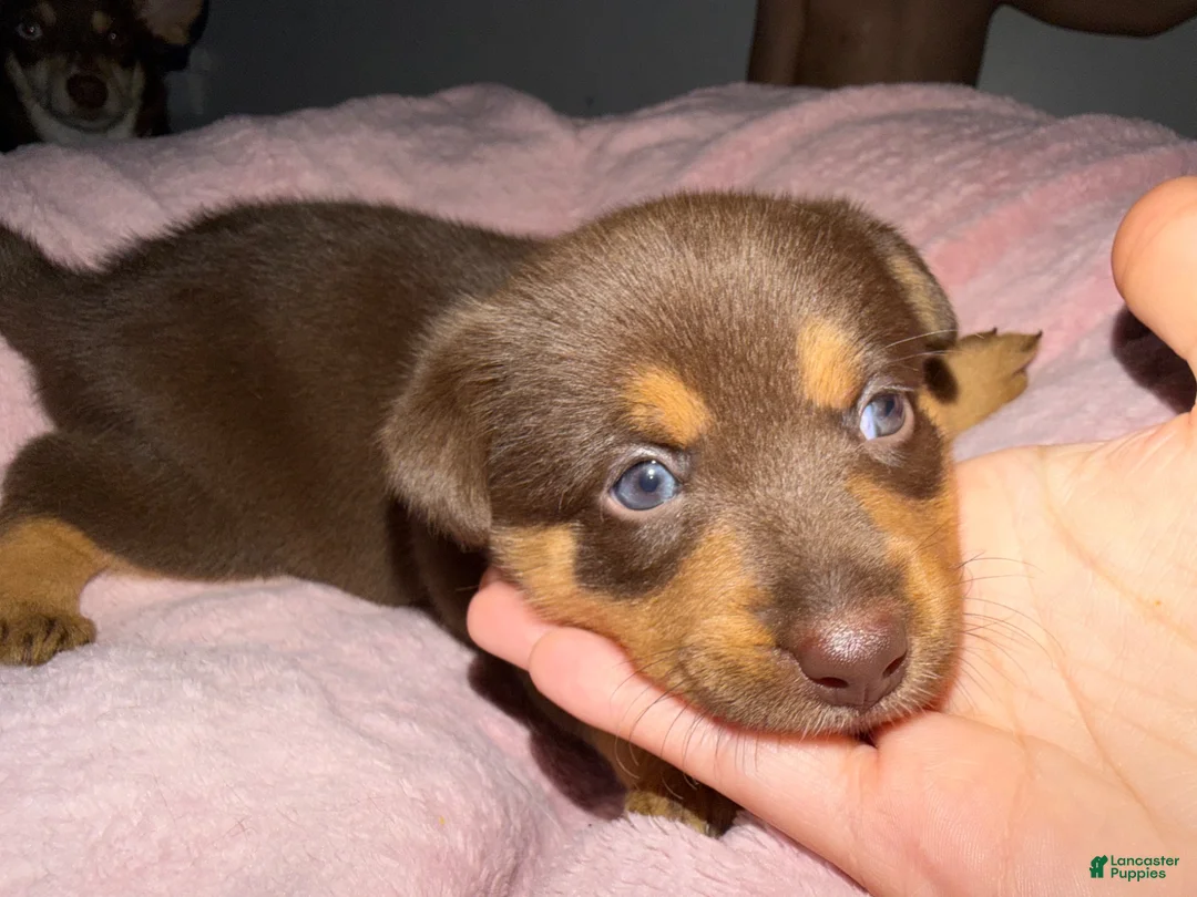 Mixed Breed dogs for sale: Mixed Breed 3 - Ad 2