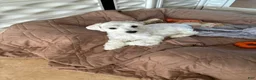Schnauzer dogs for sale: Mallory 2 - Ad 4