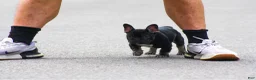 French Bulldog dogs for sale: Selene - Ad 3