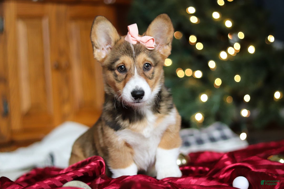 Welsh Corgi Pembroke dogs for sale: Candy - Ad 4