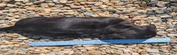 Miniature Dachshund dogs for sale: Char - Ad 6