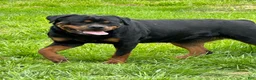 Rottweiler dogs for sale: Puppy 2 - Ad 4