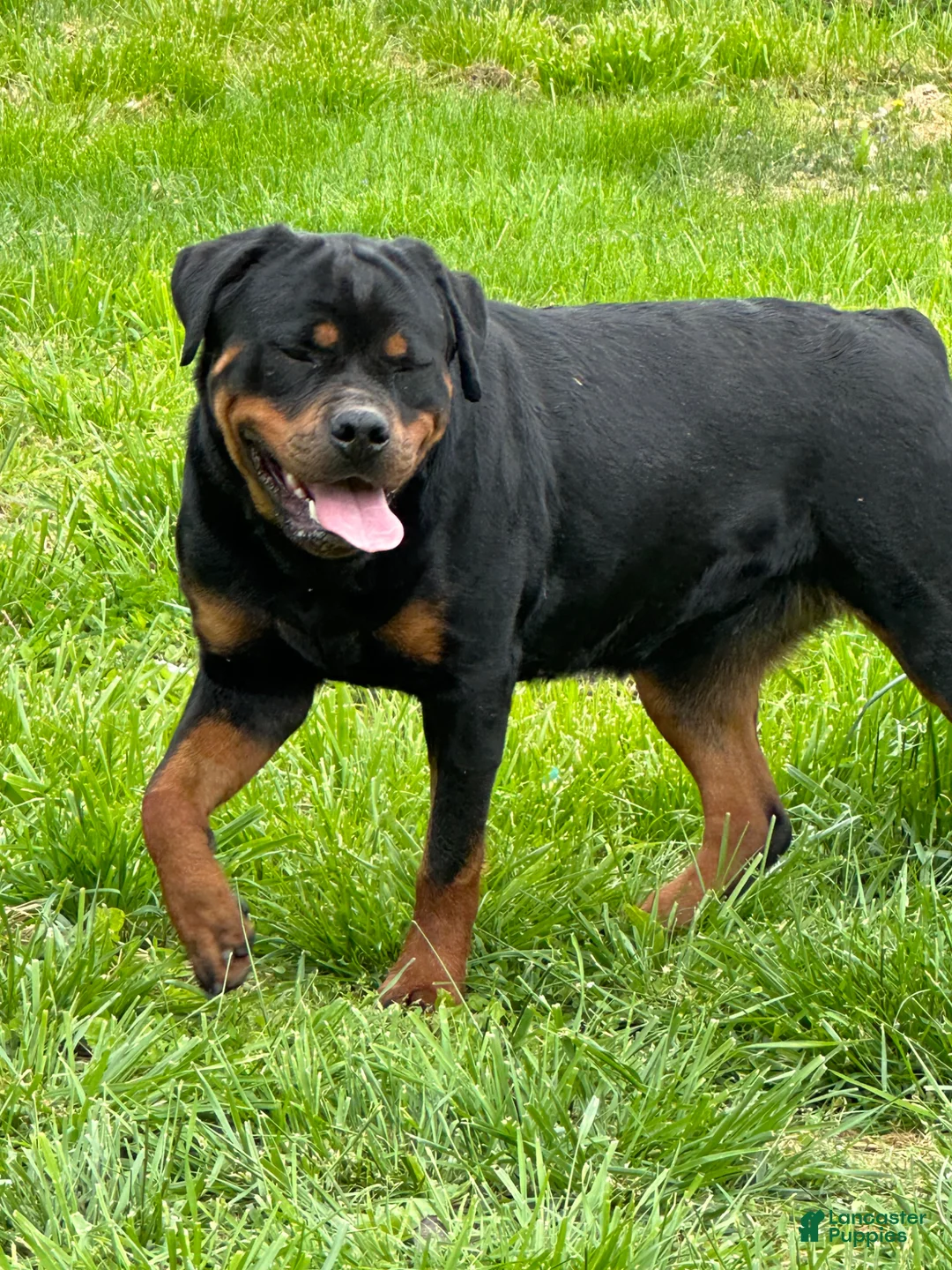 Rottweiler dogs for sale: Puppy 2 - Ad 4