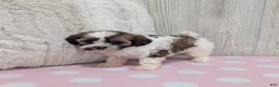 Shihpoo dogs for sale: Zoey - Ad 4