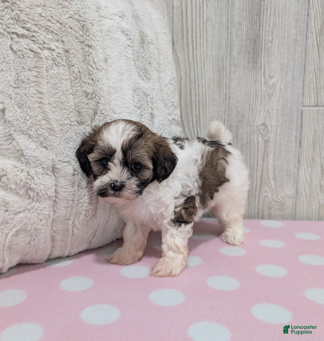 Shihpoo dogs for sale: Zoey - Ad 4