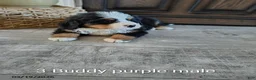 Bernese Mountain Dog dogs for sale: Buddy - Ad 1