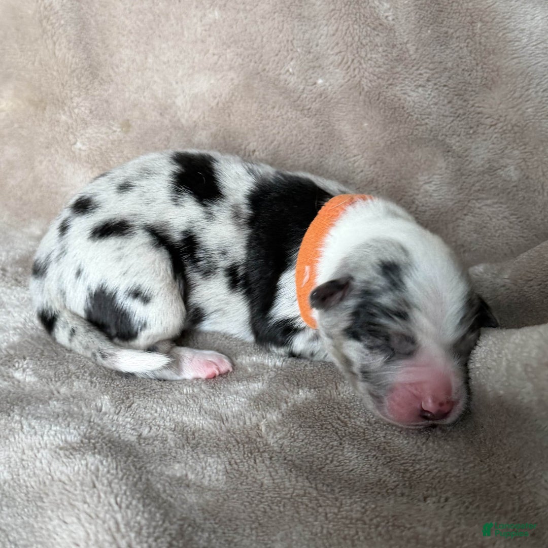 Australian Shepherd dogs for sale: Gamble - Ad 1