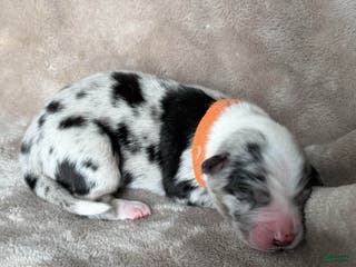 Australian Shepherd dogs Gamble - Ad 31